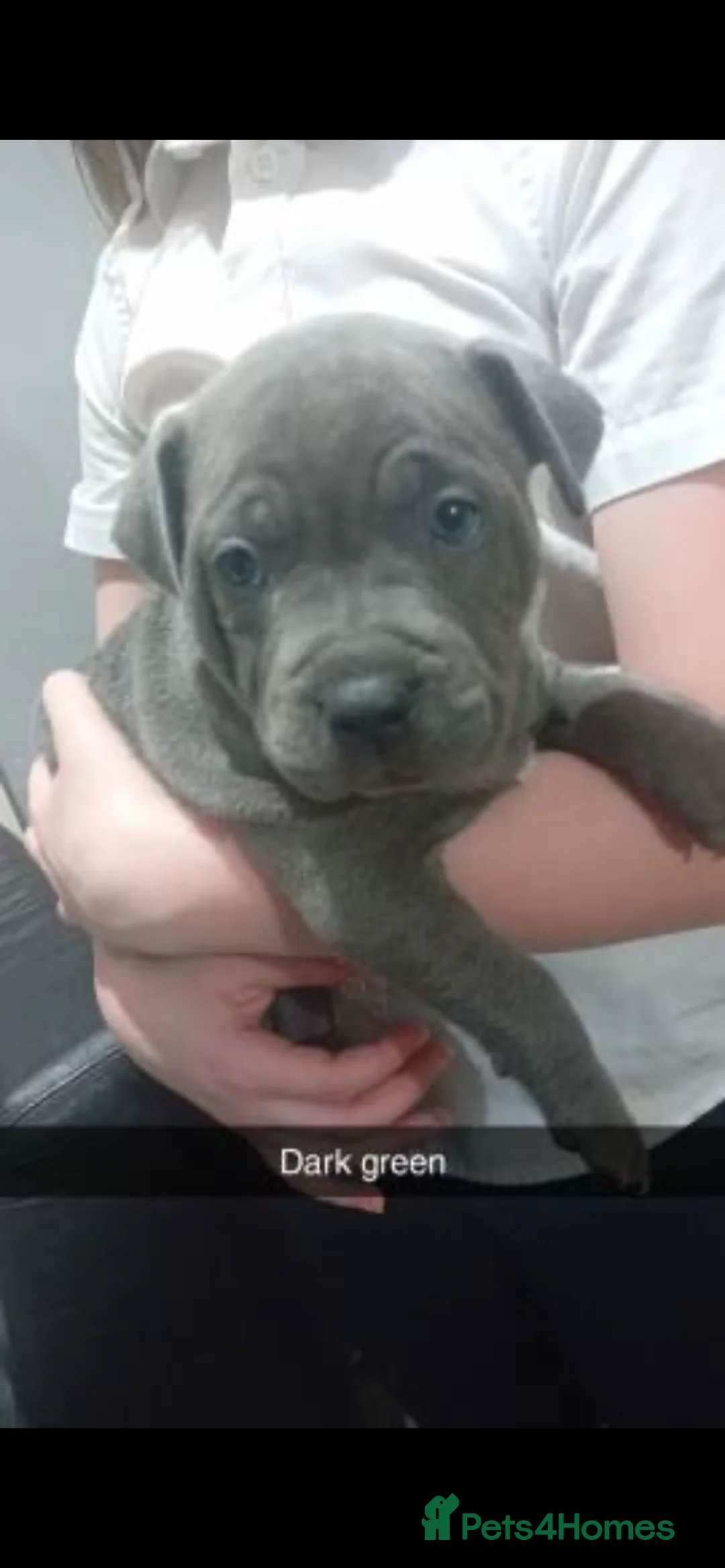Staffordshire Bull Terrier dogs for sale: Stunning 100% Outstanding Staffy Puppies  - Advert 30
