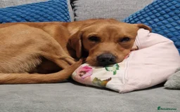 Labrador Retriever dogs for sale: Fox red Labrador  - Image 3