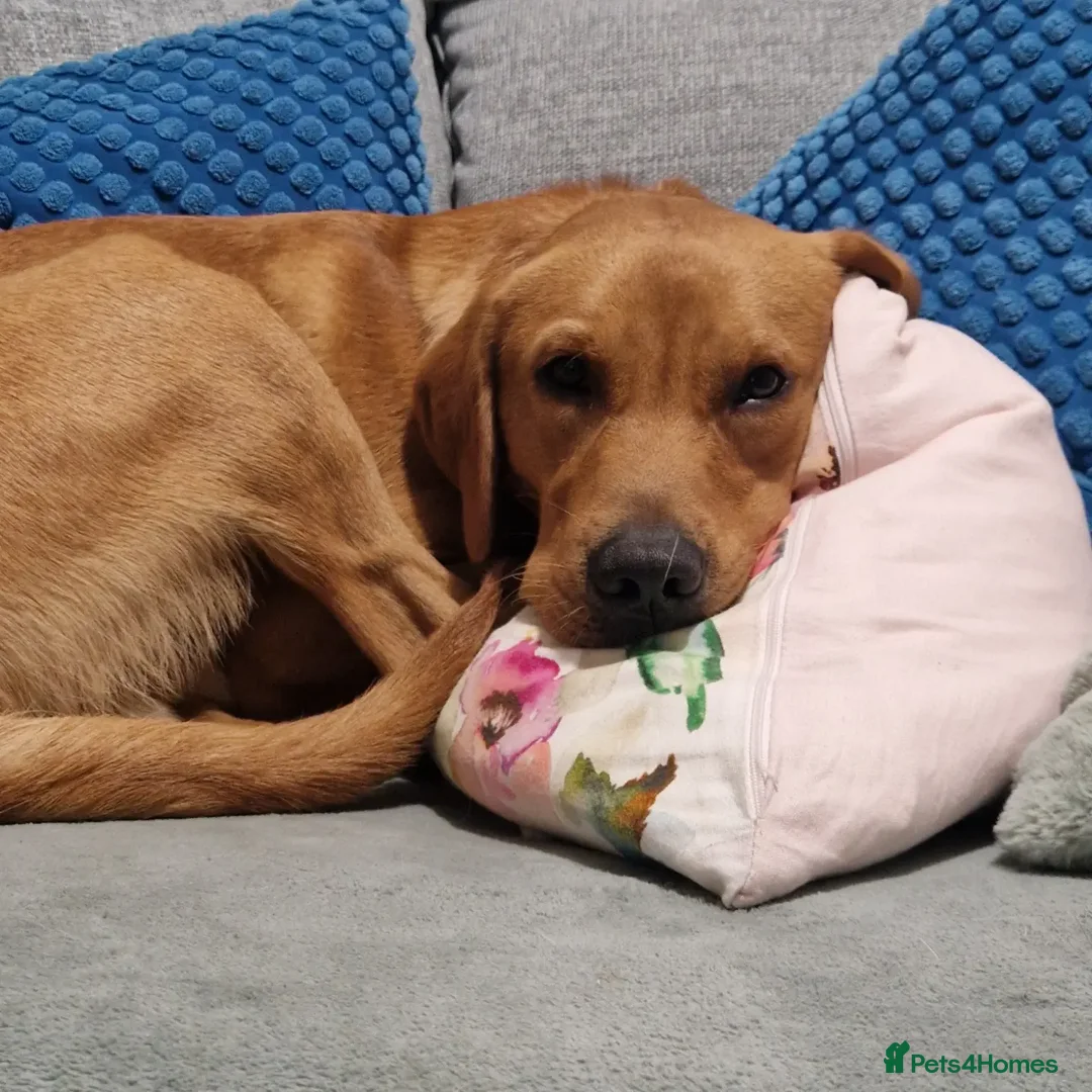 Labrador Retriever dogs for sale: Fox red Labrador  - Image 3