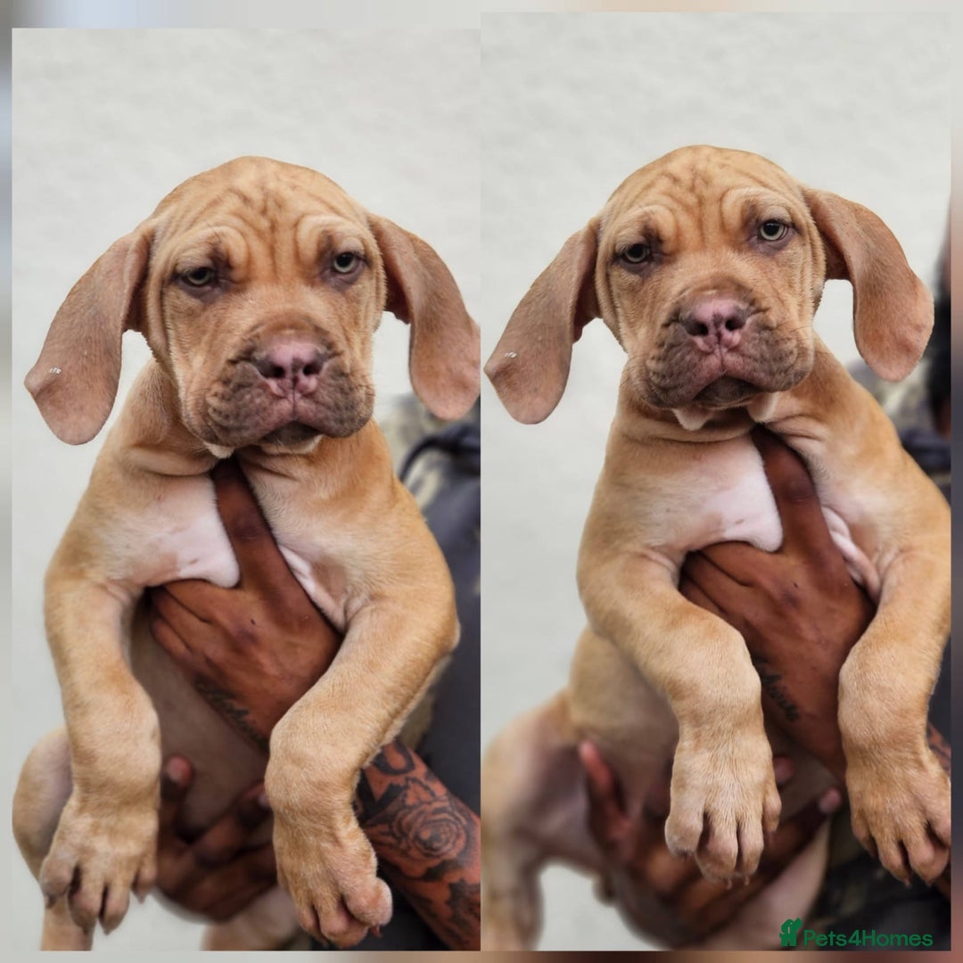 Mastiff dogs for sale: Mastiff Puppy 4 - Boerbel x ultimate Mastiff - Image 8