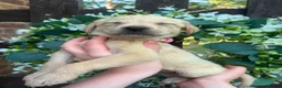 Labrador Retriever dogs for sale: Stunning yellow Labrador girl ready 11 July £1295 - Advert 3