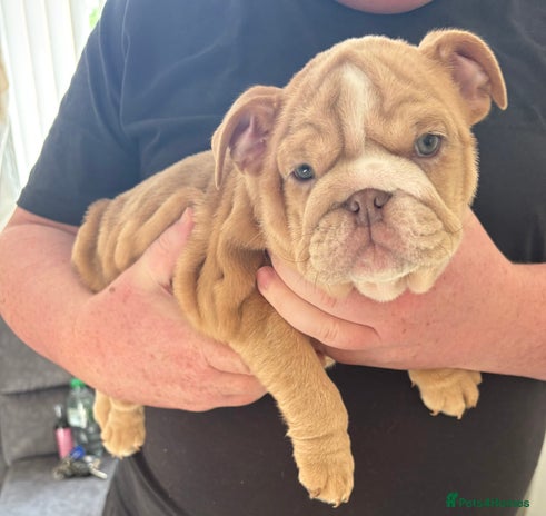 English Bulldog dogs - Advert 6