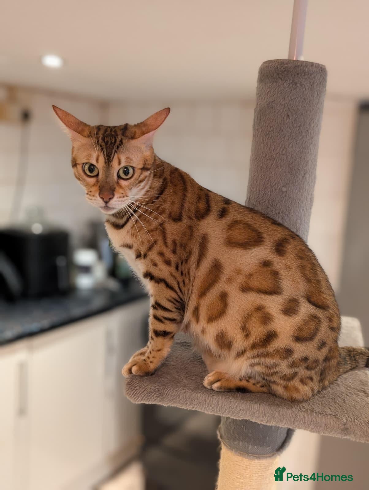Bengal cats Beautiful Retired Female Bengal - Advert 4