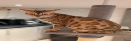 Bengal cats for sale: Beautiful Retired Female Bengal - Advert 1
