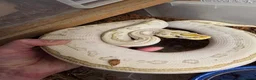 Python Snake reptiles for sale: Various Royal Pythons - Advert 10