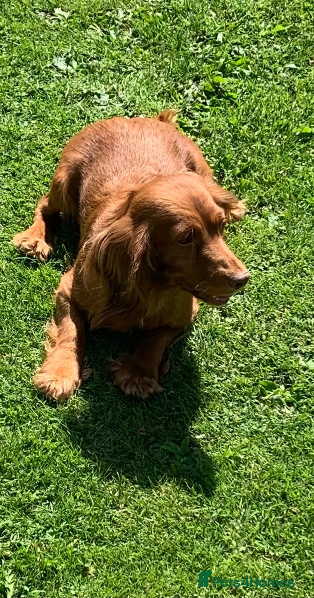 Cocker Spaniel dogs for sale: Cocker spaniel bitch pup in Leeds - Advert 2