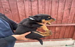 Rottweiler dogs for sale: Pure rottweiler  - Image 13