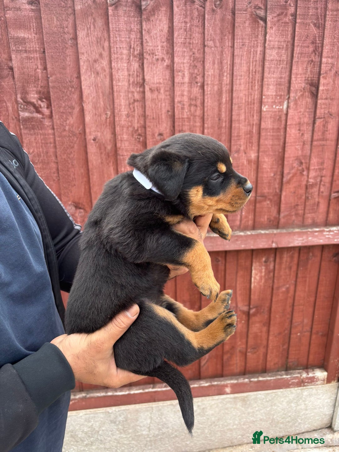 Rottweiler dogs for sale: Pure rottweiler  - Image 13