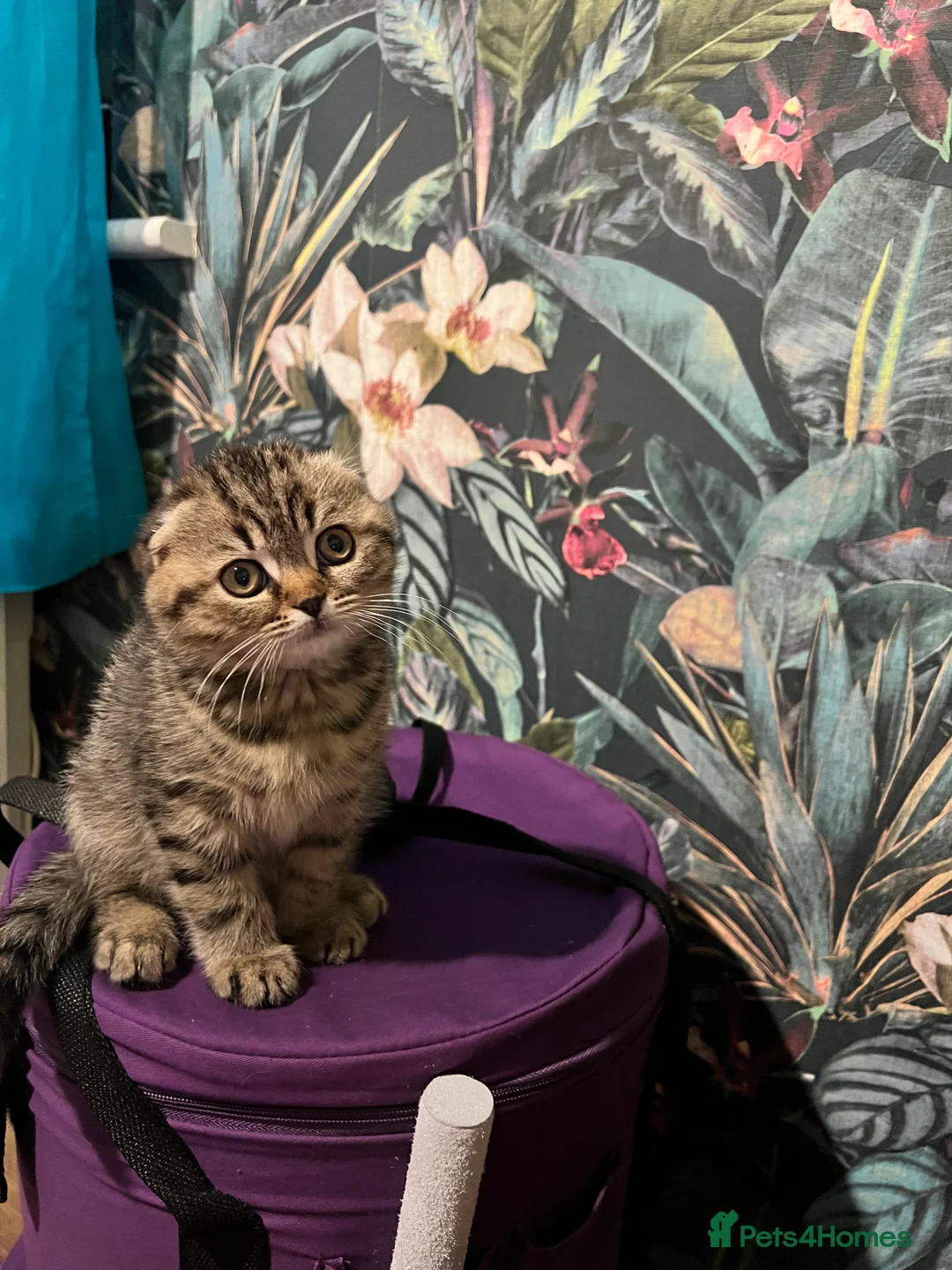 Scottish Fold cats for sale: Adorable Scottish Fold Baby Boy - Advert 2