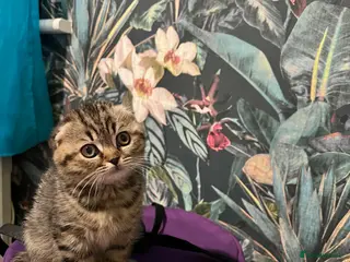 Scottish Fold cats Adorable Scottish Fold Baby Boy - Advert 13