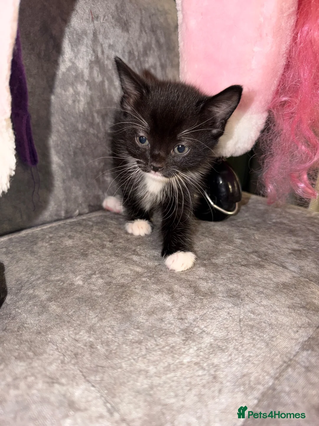 British Shorthair cats for sale: Kittens for sale. - Advert 2