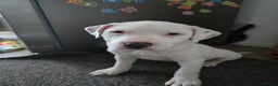 American Bull Staffy dogs for sale: Last one Girl Staffordshire waiting for new home - Advert 10