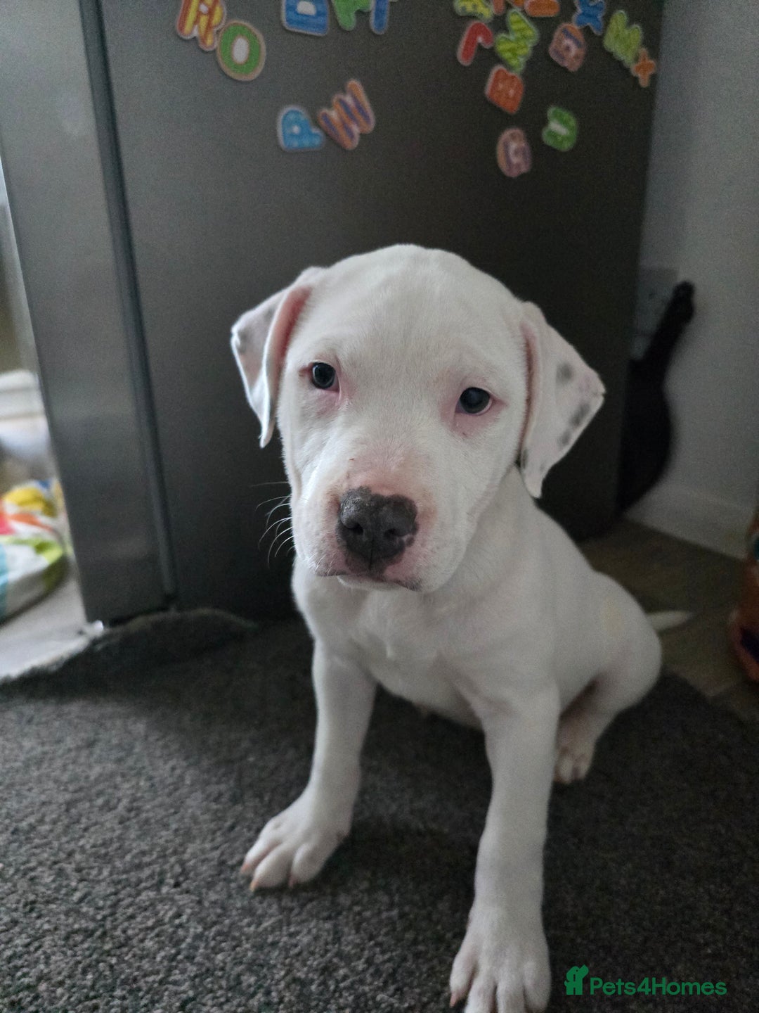American Bull Staffy dogs for sale: Last one Girl Staffordshire waiting for new home - Advert 10