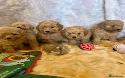 Cavapoo dogs for sale: Cavapoo mixed litter  - Image 4