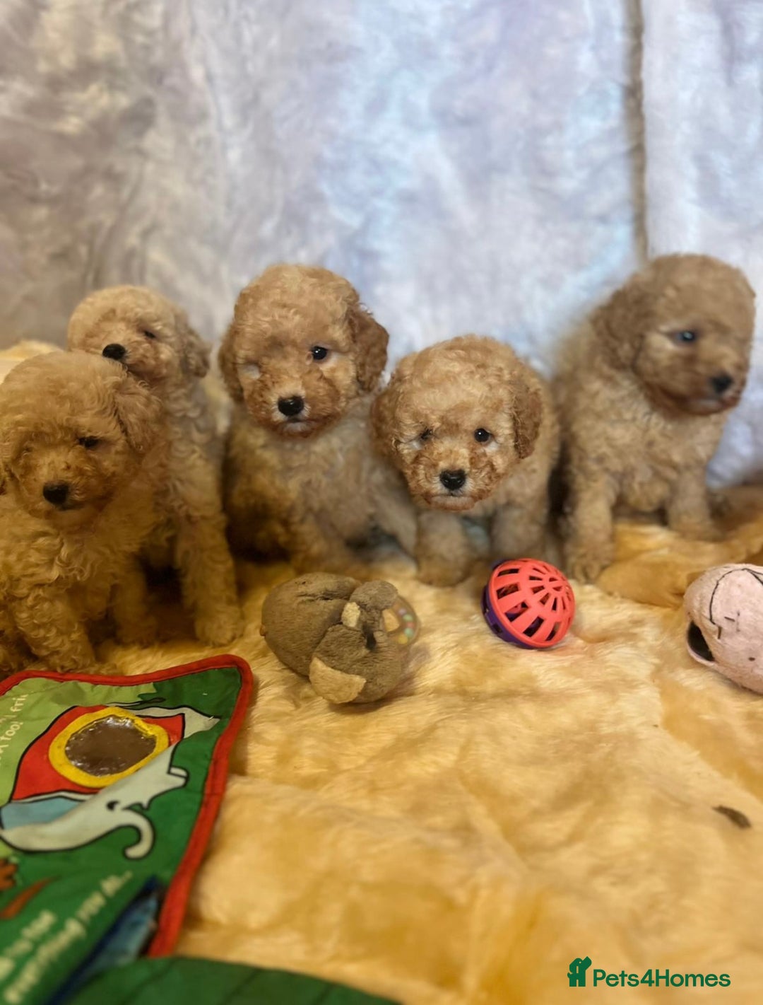 Cavapoo dogs for sale: Cavapoo mixed litter  - Image 4