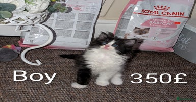 Ragdoll cats Ragdoll  - Advert 12