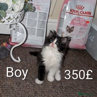 Ragdoll cats Ragdoll - Advert 12