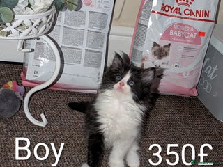 Ragdoll cats Ragdoll - Advert 2