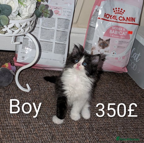 Ragdoll cats Ragdoll - Advert 2