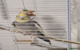 Cockatiels birds for sale: A male cockateil with a cage.NOT TAMED. - Image 2