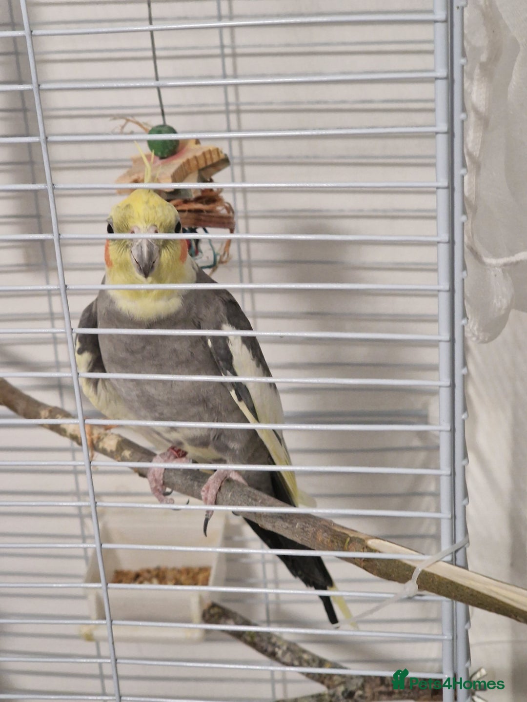 Cockatiels birds for sale: A male cockateil with a cage.NOT TAMED. - Image 2