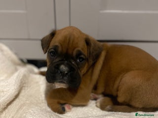 Boxer dogs 🌟 Beautiful Boxer Puppies for Sale 🌟 - Advert 1