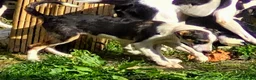 Border Collie dogs for sale: 4 Border Collie Pups  in Swansea - Advert 6
