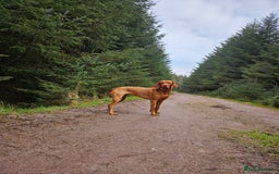 Hungarian Vizsla dogs for sale: 2 viz boys looking for loving homes - Image 18