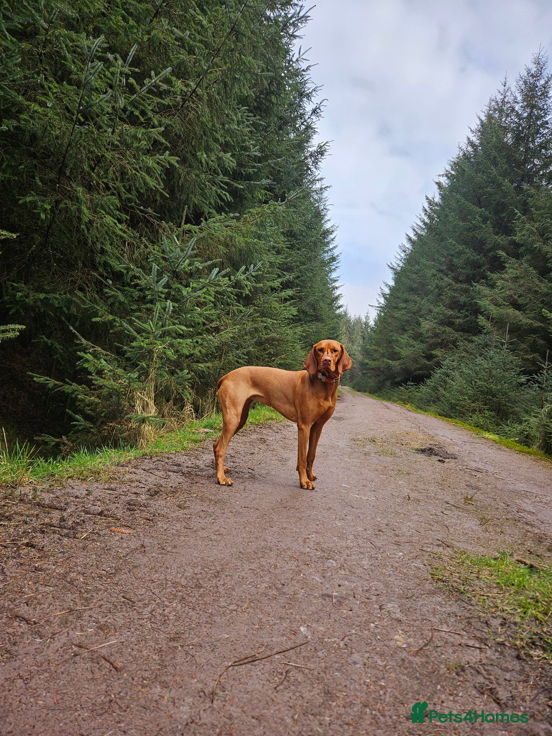 Hungarian Vizsla dogs for sale: 2 viz boys looking for loving homes - Image 18