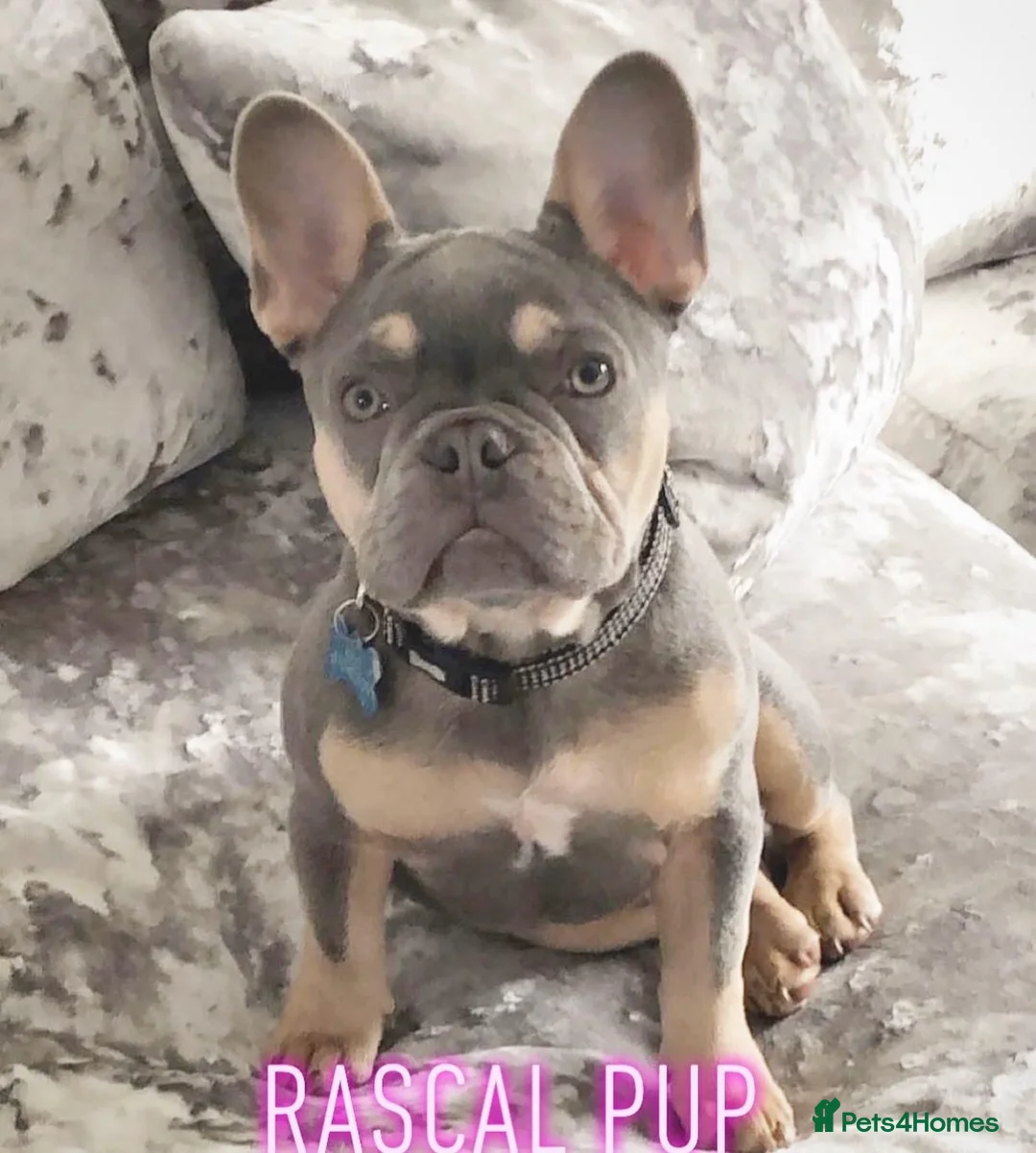 French Bulldog dogs for stud: BEAUTIFUL LILAC AND TAN FRENCH BULLDOG in Sunderland - Advert 28