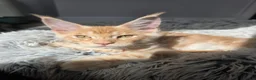 Maine Coon cats for sale: TICA Maine Coon Kittens | Russian Bloodlines - Advert 17