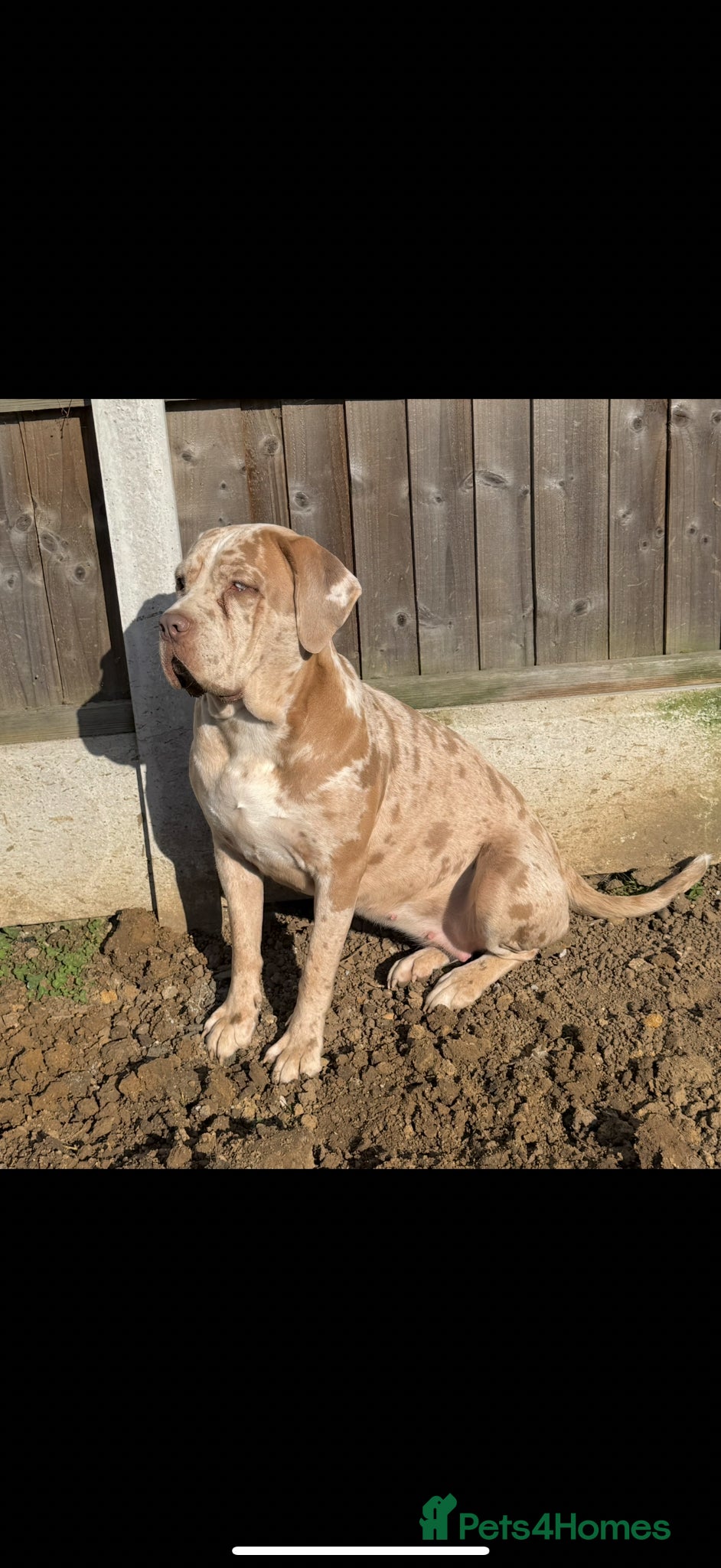 Cane Corso dogs ✨Amazing Merle cane corso x Bandog ✨ - Advert 6