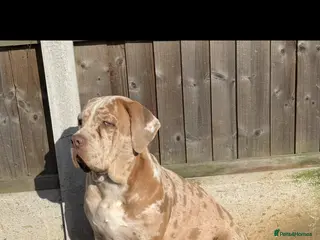 Cane Corso dogs ✨Amazing Merle cane corso x Bandog ✨ - Advert 6