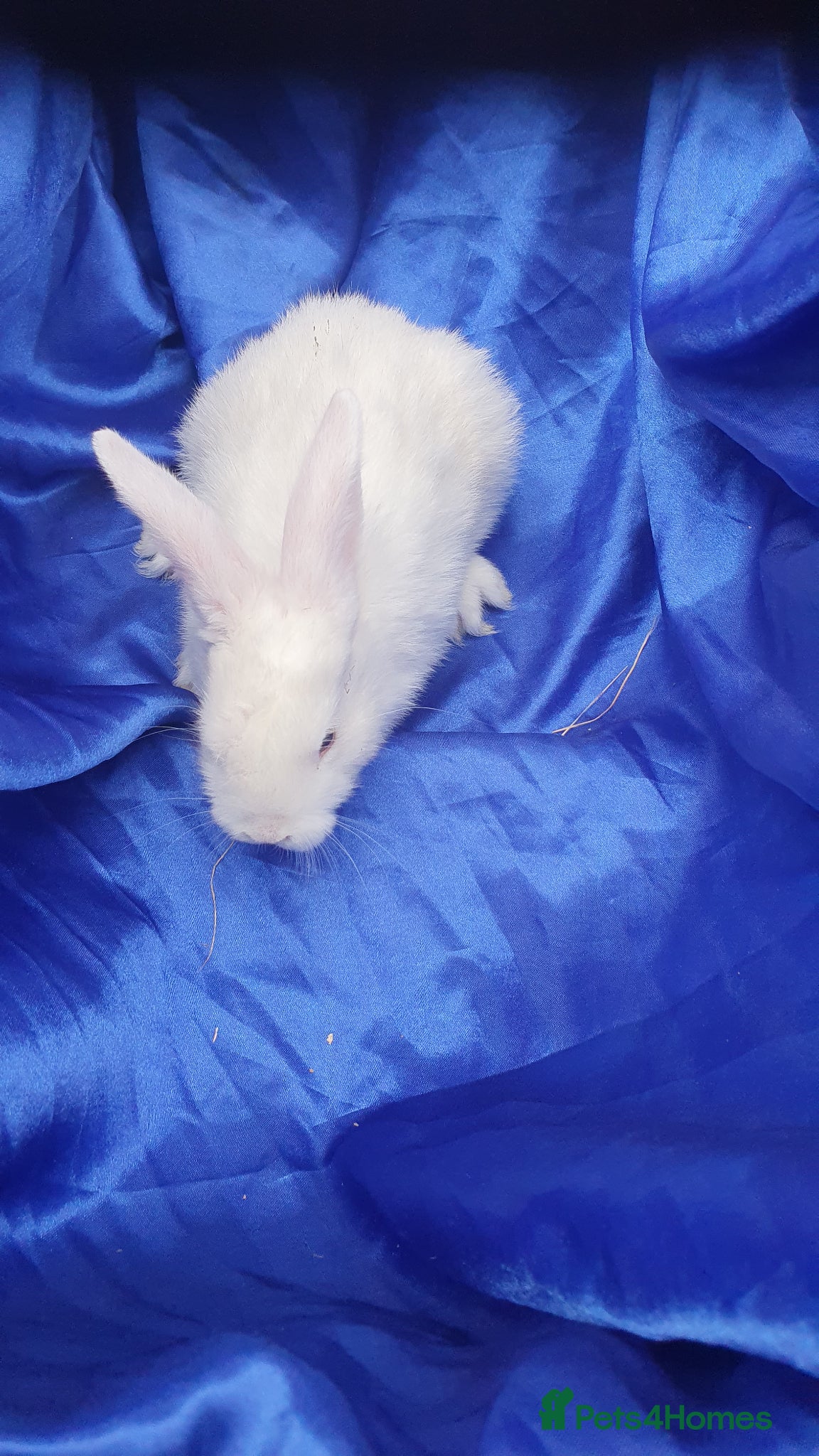 Mixed Breed rabbits Baby rabbits  - Advert 16