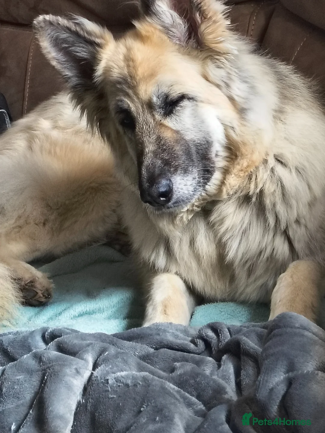 German Shepherd dogs for sale: White German shepherd puppy  in Colne - Advert 2