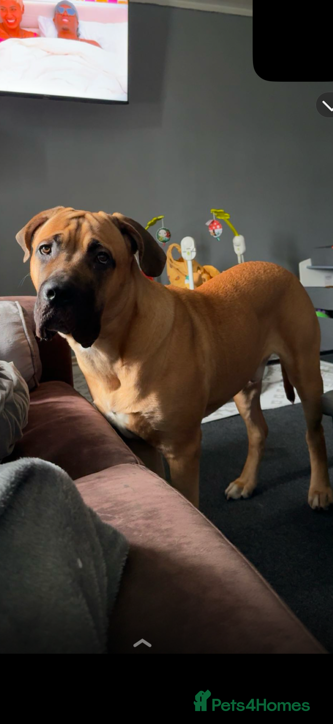 Cane Corso dogs for sale: Two beautiful cane corsos looking to be rehomed - Image 6