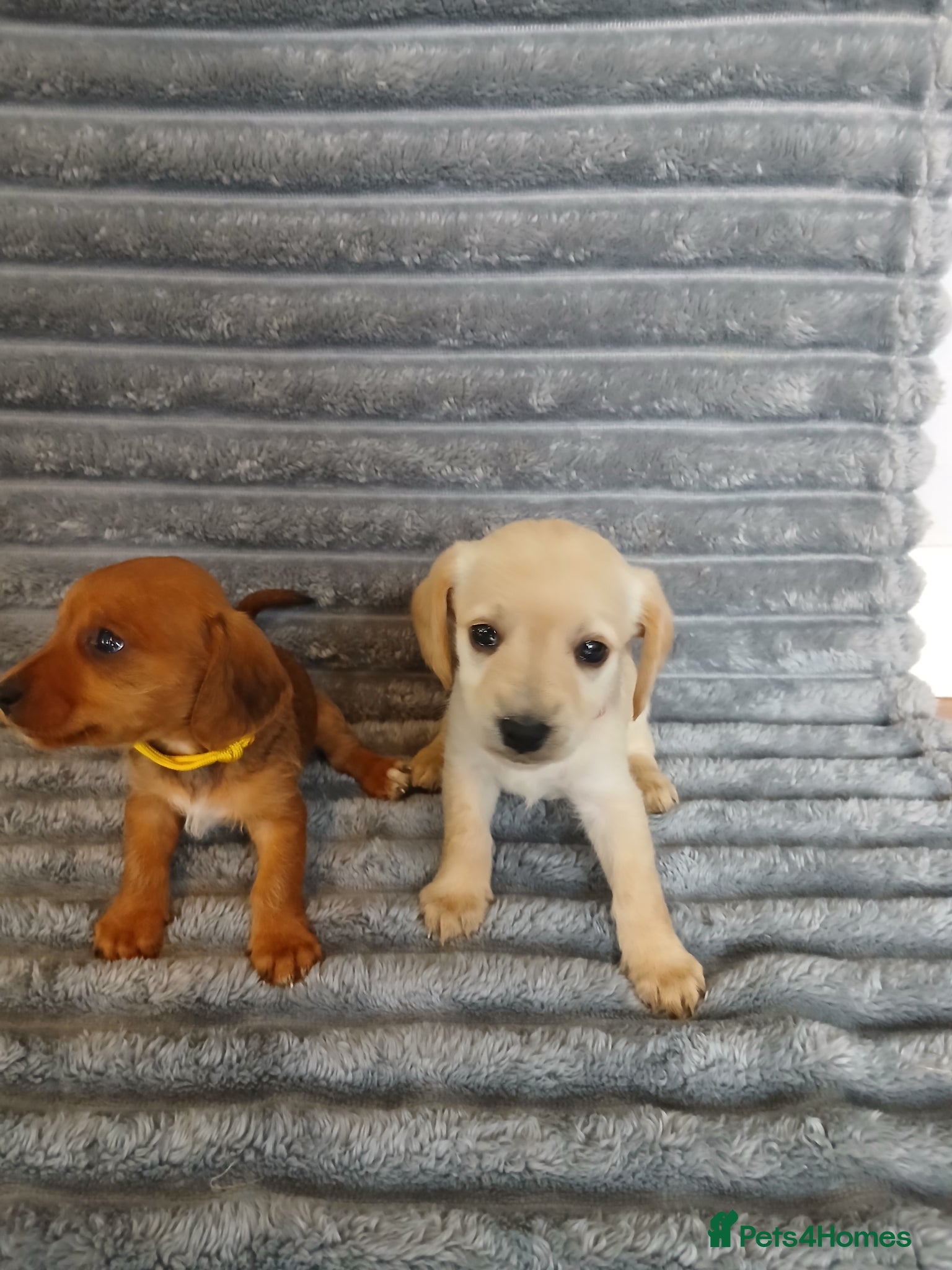 Mixed Breed dogs for sale: 8 dachshund x jack Russel puppies  in Henfield - Advert 33