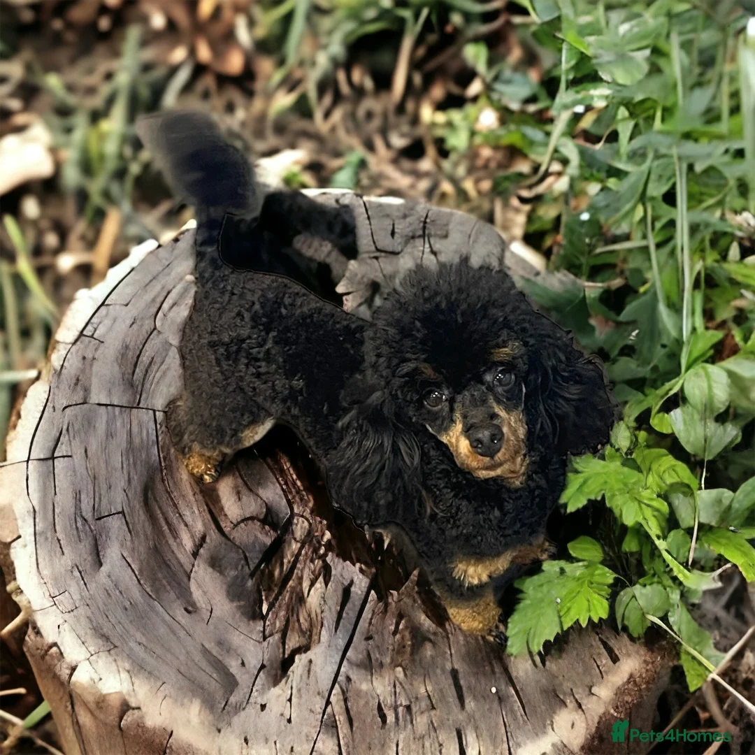 Toy Poodle dogs for stud: PHANTOM TOY POODLE AVAILABLE AT STUD in Grays - Advert 18