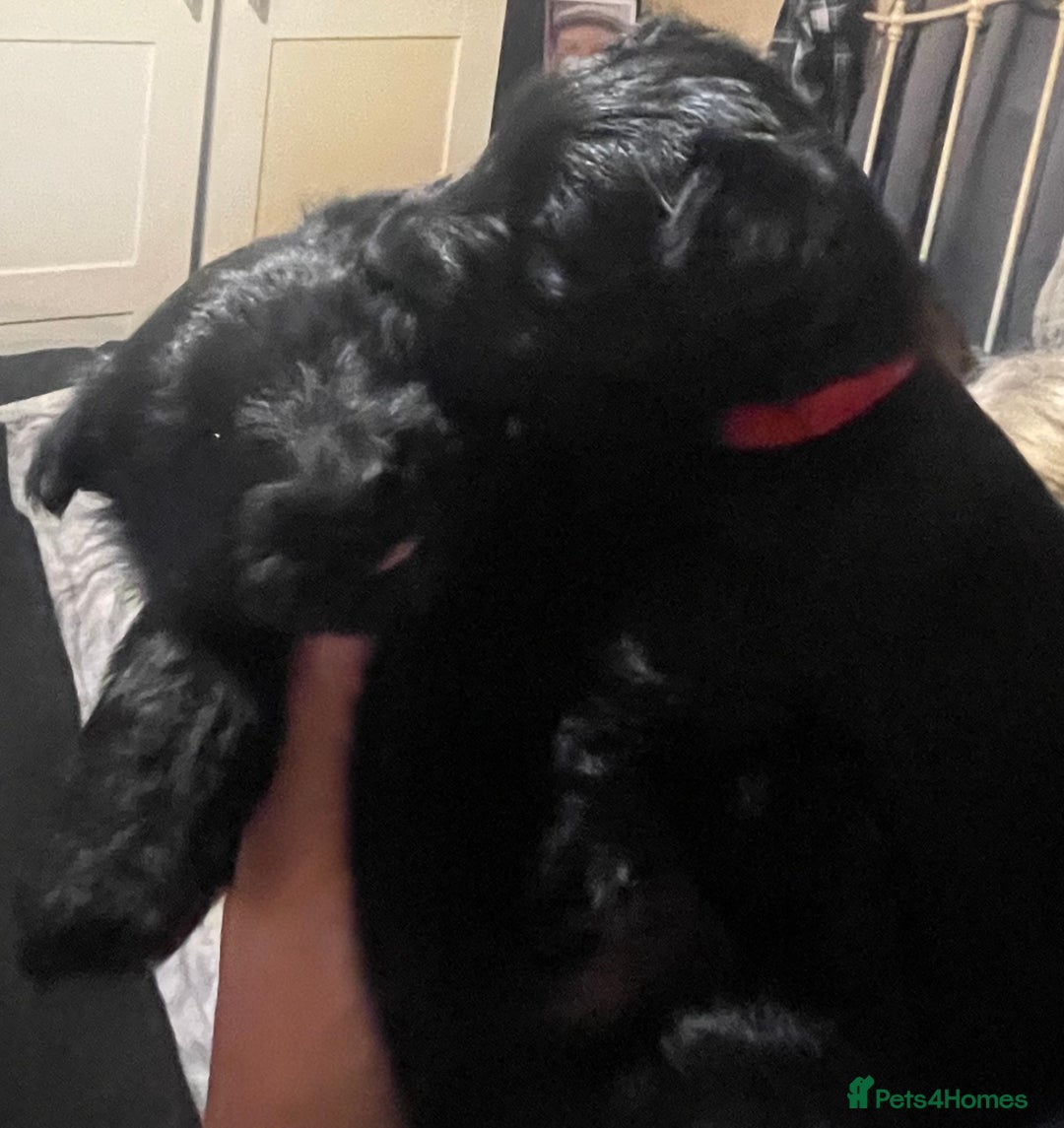 Scottish Terrier dogs for sale: FULLY KC registered Scottish terrier puppies - Advert 7