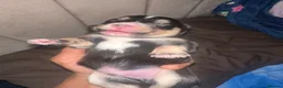 Pomsky dogs for sale: Beautiful Pomsky Puppies–Fluff & Frost pomskies 🐶 - Advert 5