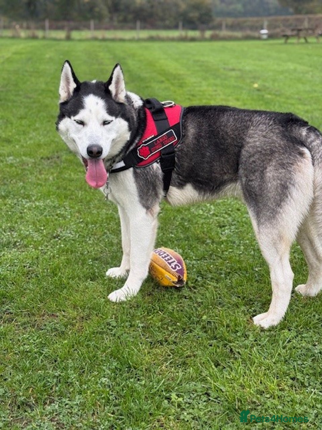 Siberian Husky dogs for stud: Siberian Husky For First Time Stud - Advert 4