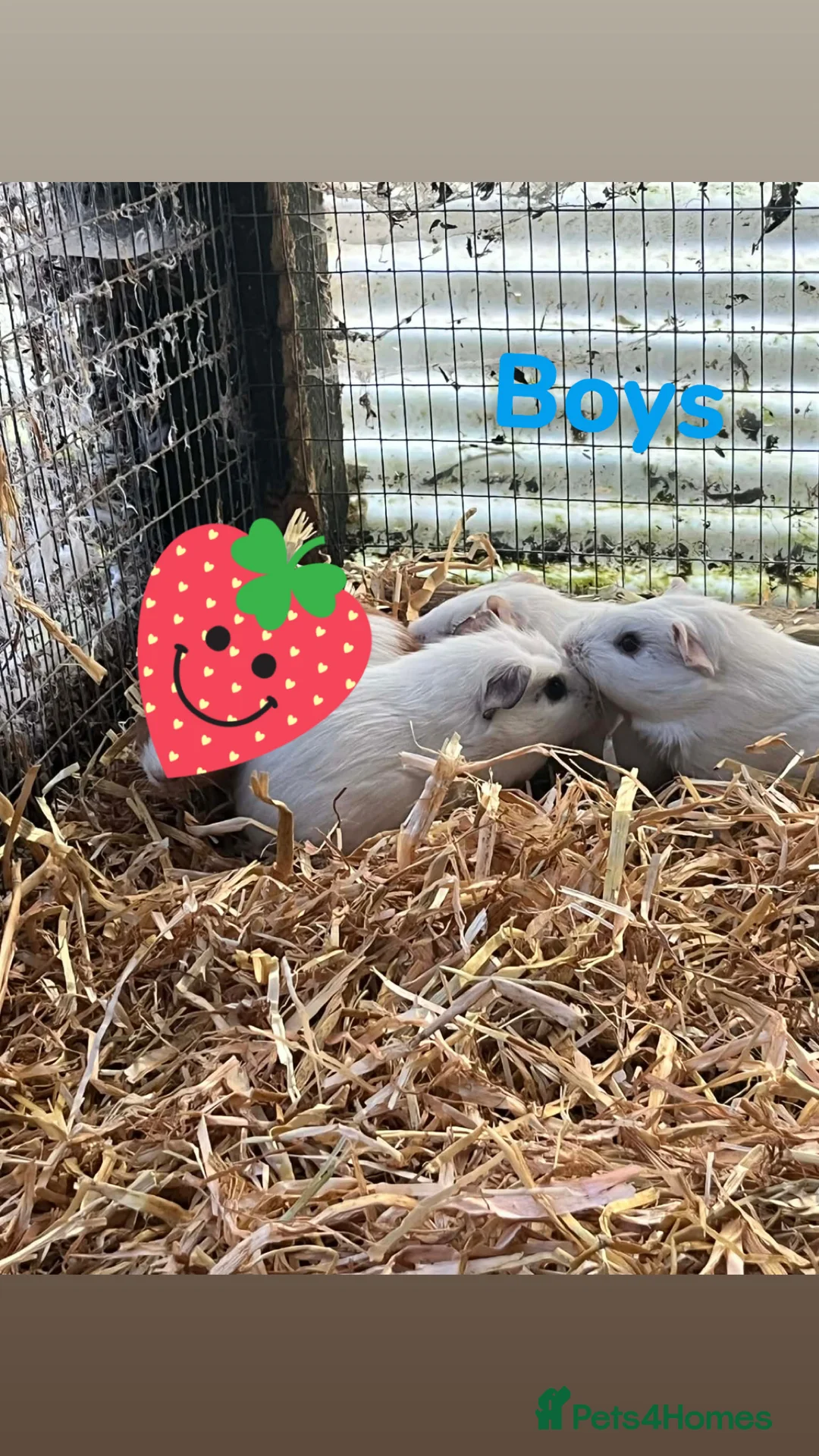 Guinea Pig rodents for sale: Guinea pigs  - Advert 2