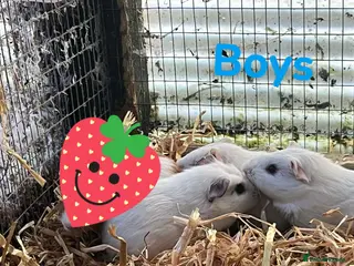 Guinea Pig rodents Guinea pigs - Advert 10