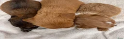 Cockapoo dogs for sale: Unique Coloured F1 Cockapoo Puppies KC Parents - Advert 15