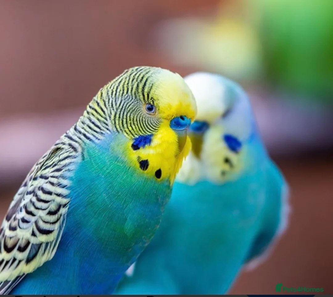 Hamster rodents for sale: Any one looking to rehome budgies  - Advert 1