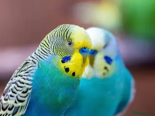 Hamster rodents Any one looking to rehome budgies - Advert 15