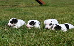 Jack Russell dogs for sale: Jack Russell puppies for sale  - Image 2