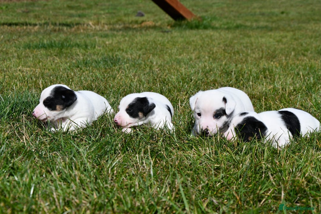 Jack Russell dogs for sale: Jack Russell puppies for sale  - Image 2