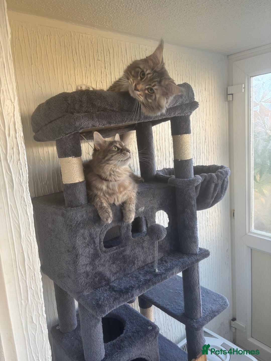 Maine Coon cats for sale: 5 Maine coon babies  - Advert 33