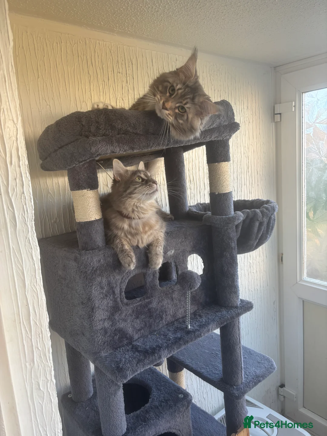 Maine Coon cats for sale: Maine coon kittens  - Advert 8